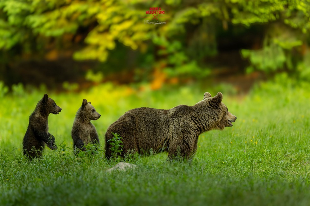 Photo: Moraru Péter